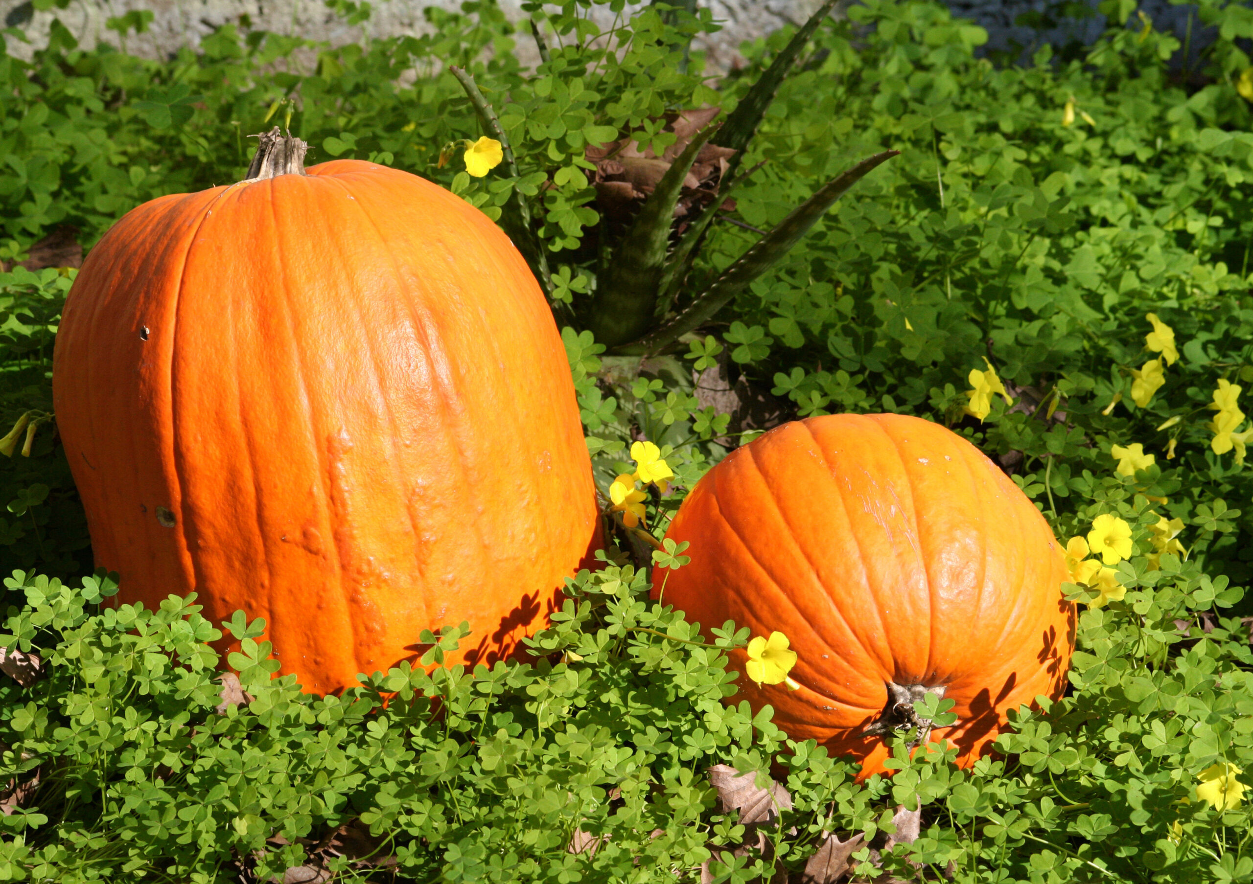 Herfst! Pompoenentijd!